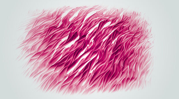 cardiovascular muscles